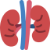 Kidney Kidney