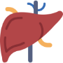 Liver Liver